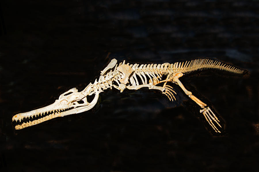 Dyrosaurus Photograph by Millard H. Sharp