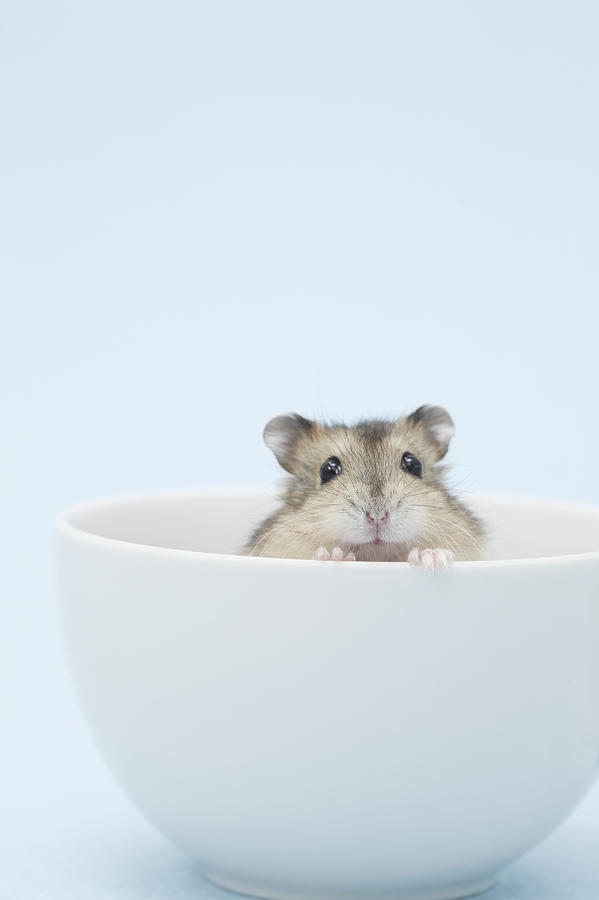 Dzhungarian hamster (Phodopus sungorus) in bowl, studio shot Photograph by Mash