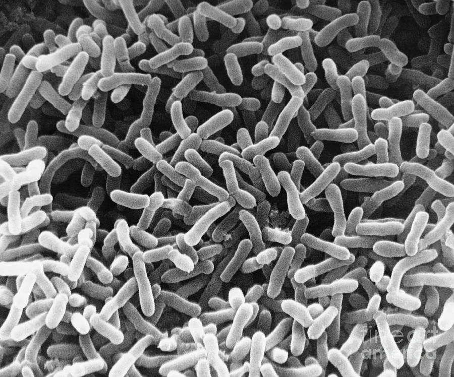 E. Coli Bacteria, Sem Photograph by David M. Phillips