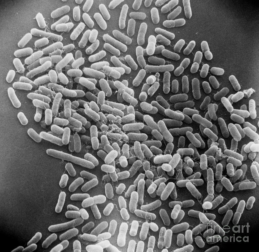 E. Coli Bacteria Sem X12,000 Photograph by David M. Phillips