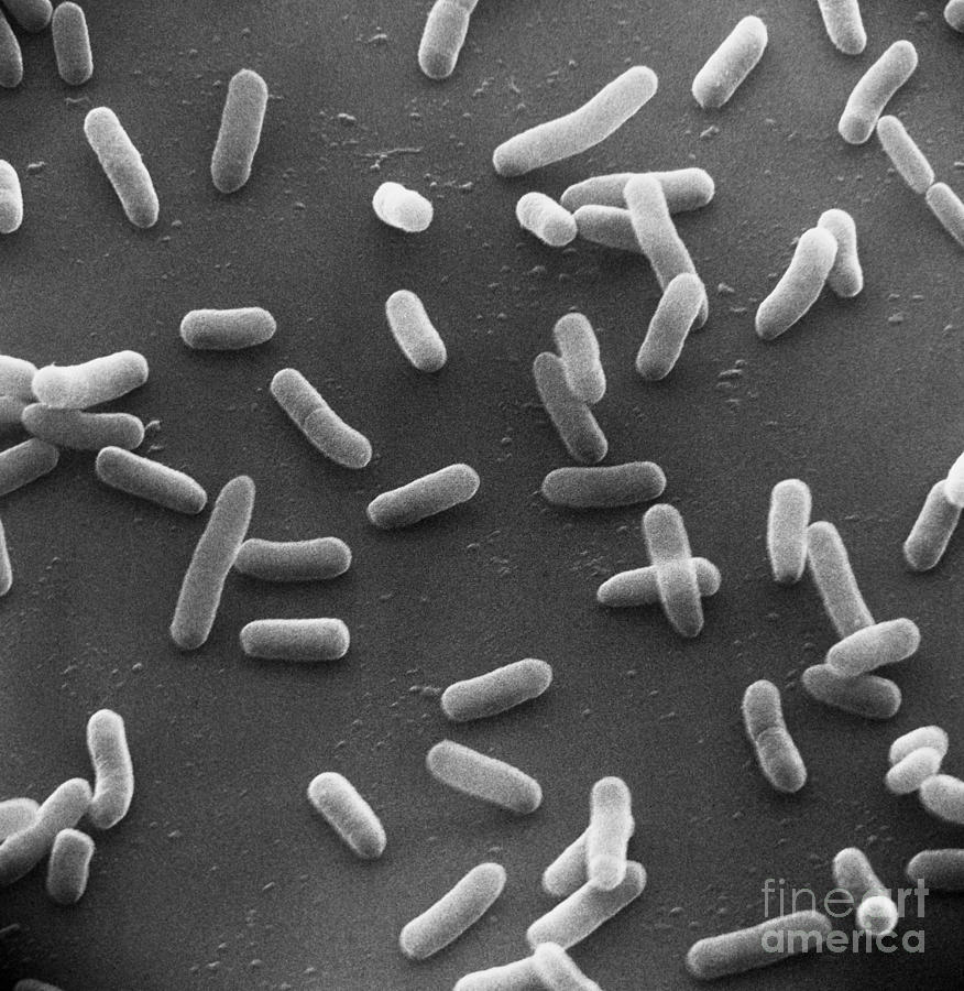 E. Coli Bacteria Sem X16,000 Photograph by David M. Phillips