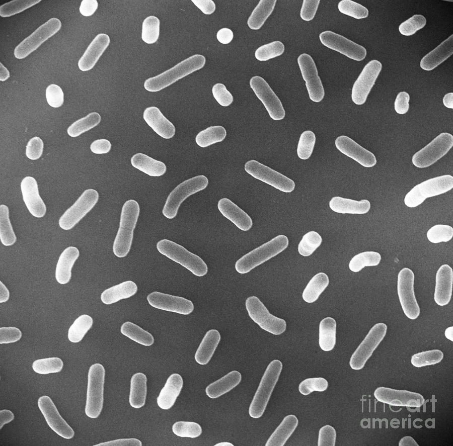E. Coli Bacteria Sem X17,000 Photograph by David M. Phillips