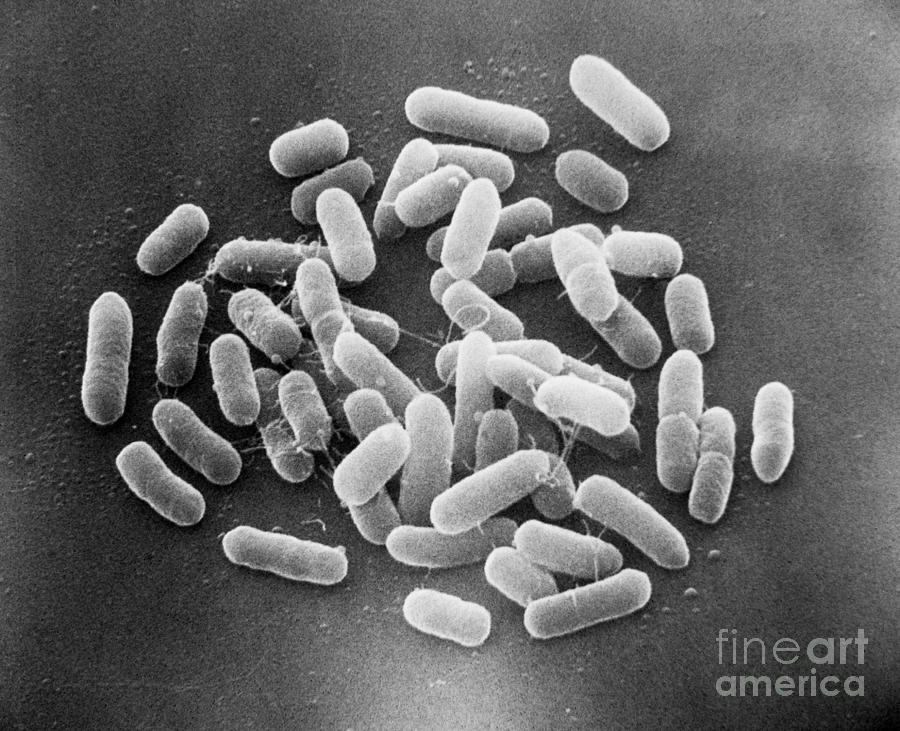 E. Coli Bacteria Sem X22,000 Photograph by David M. Phillips