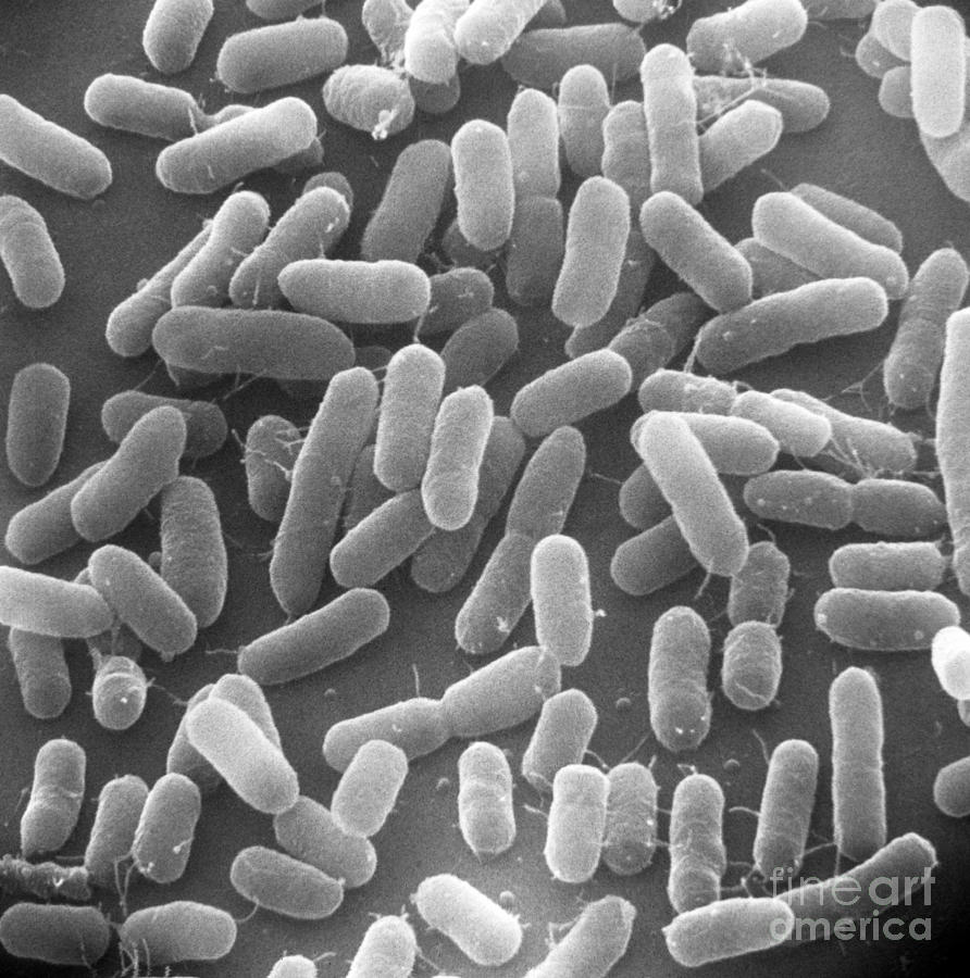 E. Coli Bacteria Sem X25,000 Photograph by David M. Phillips - Fine Art ...