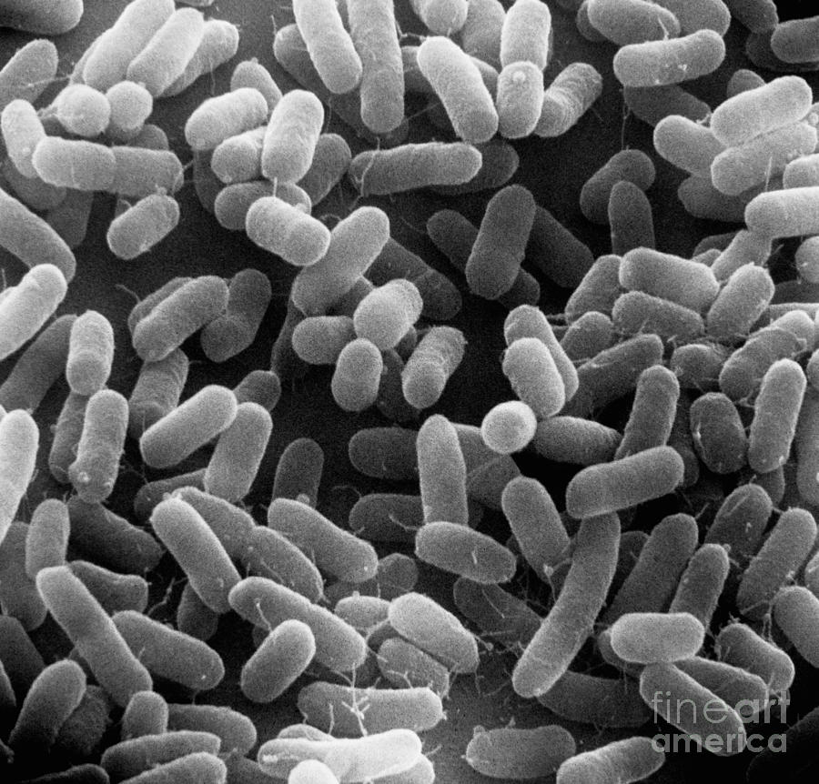 E. Coli Bacteria Sem X27,000 Photograph by David M. Phillips