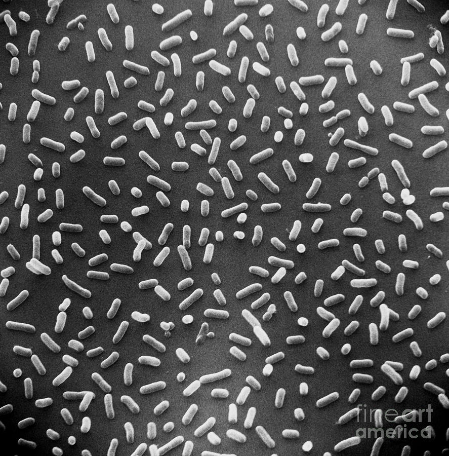 Escherichia Coli Photograph - E. Coli Bacteria Sem X7,000 by David M. Phillips