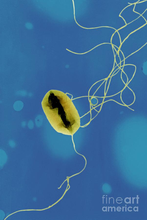 E coli bacteria TEM Photograph by Spl