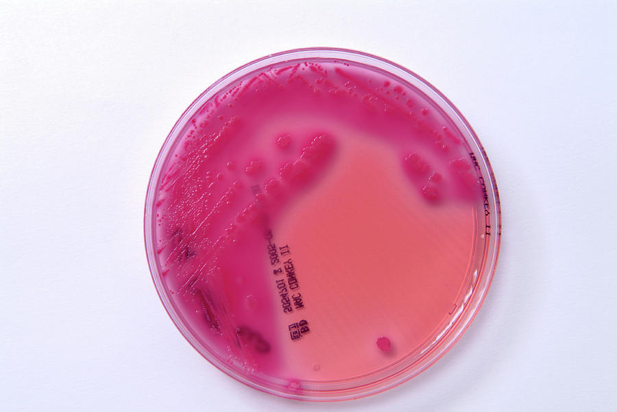 E. Coli Photograph - E. Coli Bacterial Culture by Cc Studio/science Photo Library