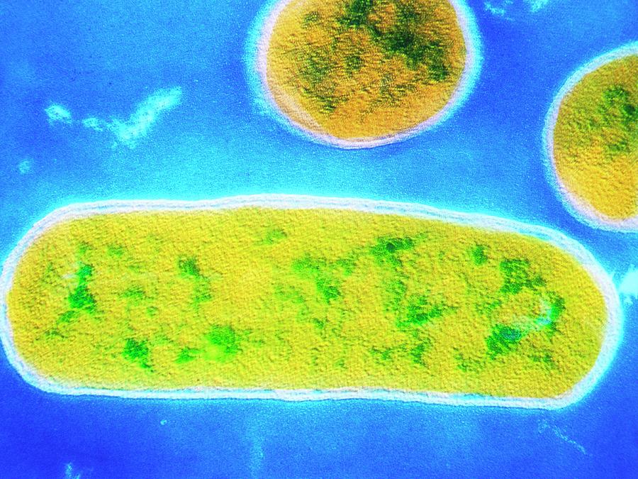 Escherichia Coli Photograph - E. Coli Bacterium by Cnri/science Photo Library