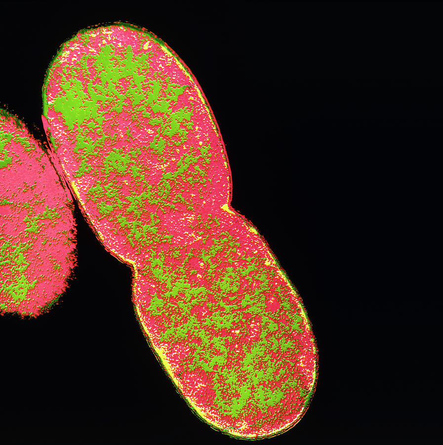 Binary Fission Photograph - E. Coli Bacterium Dividing by Dr Tony Brain/science Photo Library
