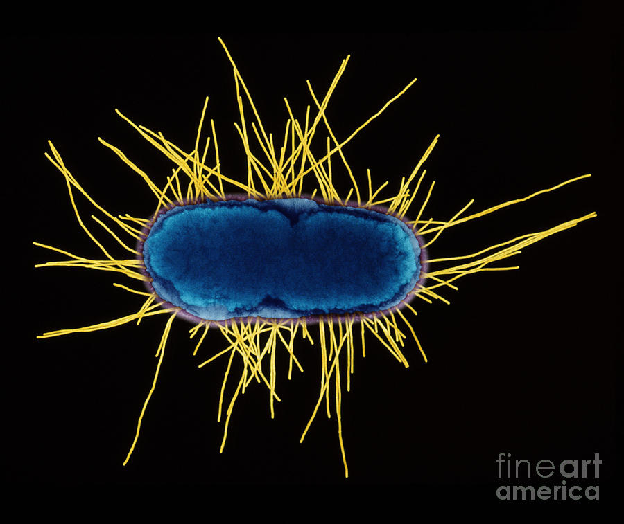 E. Coli Bacterium Photograph by Kwangshin Kim
