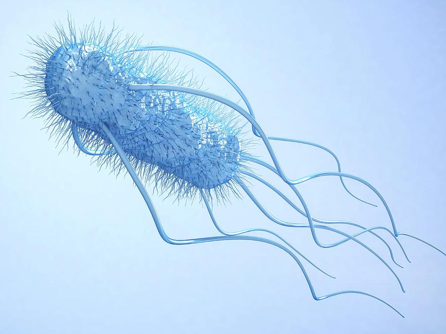 E. Coli Bacterium Photograph by Maurizio De Angelis