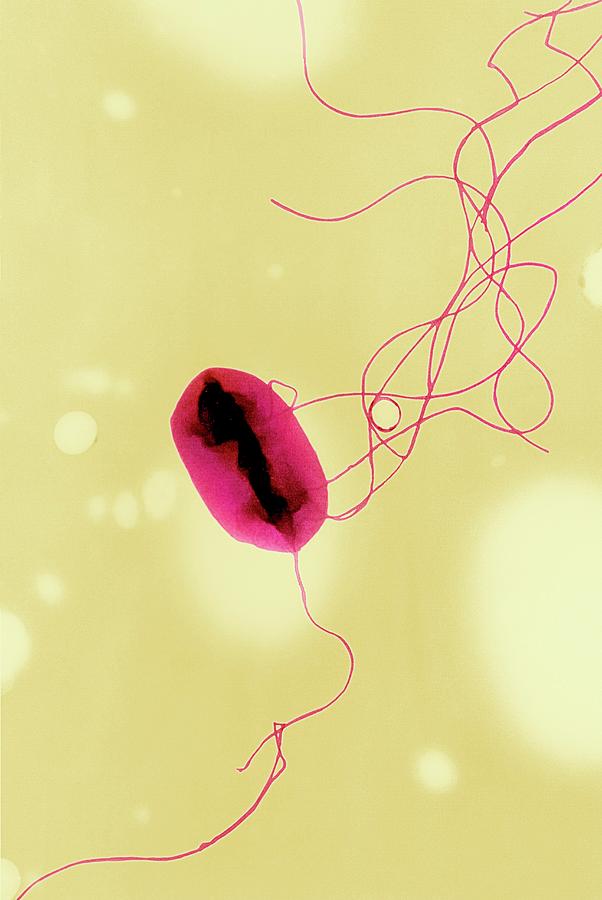 Escherichia Coli Photograph - E. Coli Bacterium Strain O157:h7 by Ami Images/science Photo Library