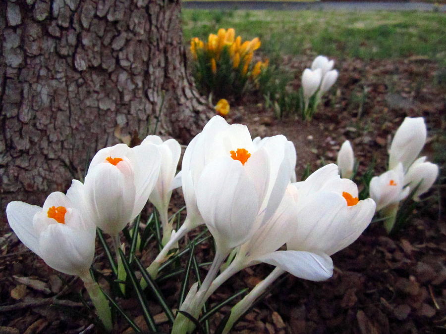 E. St. White and Yellow Crocus Photograph by Cynthia  Clark