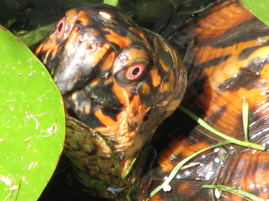 E T Box Turtle Photograph by Cleaster Cotton