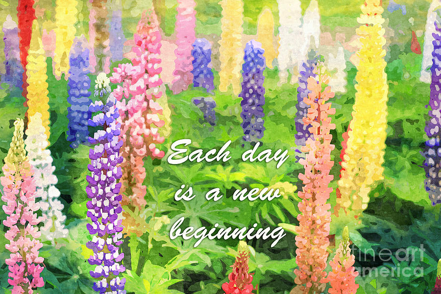 Each Day is a New Beginning Colorful Lupine Flowers Digital Art by Beverly Claire Kaiya
