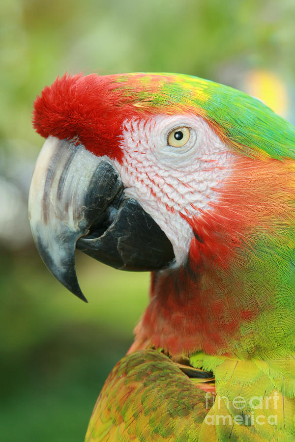 Macaw Photograph - Each New Dawn by Sharon Mau