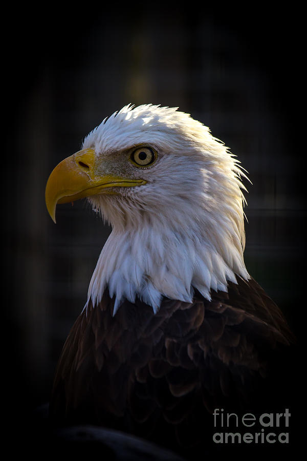 Eagle 1 Photograph by Jim McCain