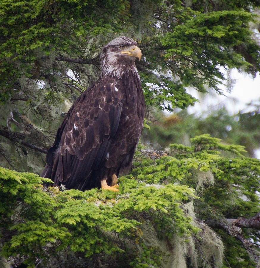 Eagle 1053 Photograph by Deidre Elzer-Lento