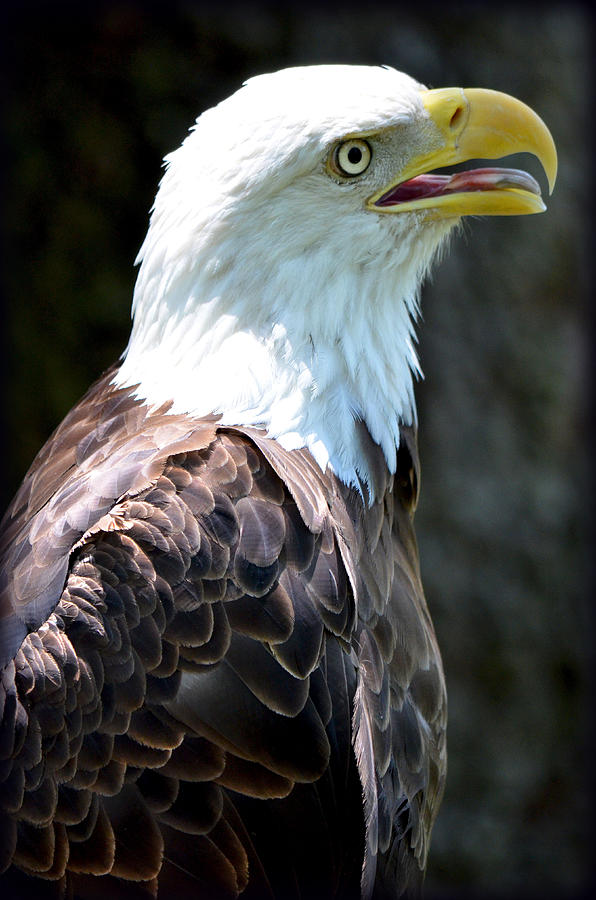Eagle 2 Photograph by Amanda Vouglas