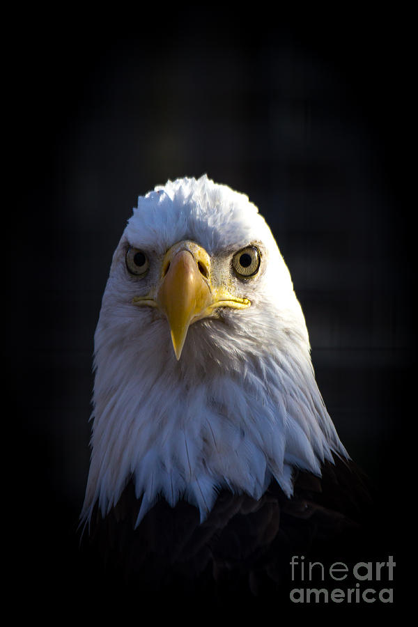 Eagle 2 Photograph by Jim McCain