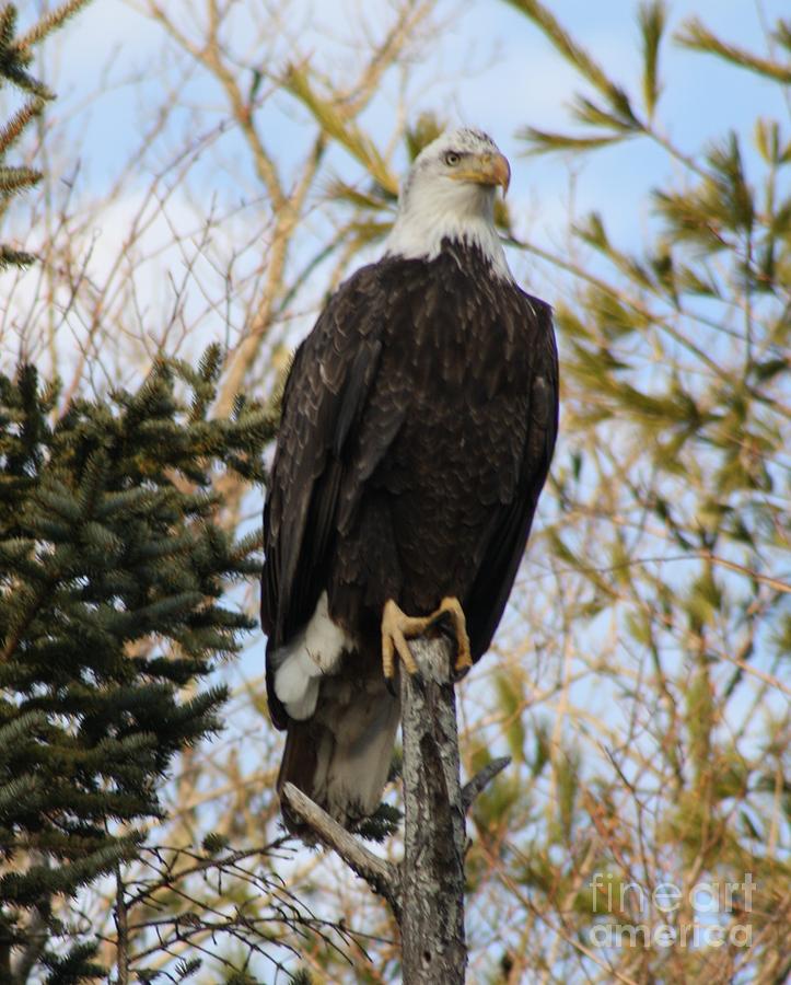 Eagle Photograph - Eagle 2 by Joseph Marquis