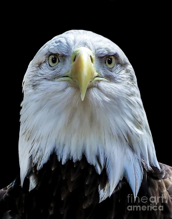 Eagle A four Photograph by Ken Frischkorn