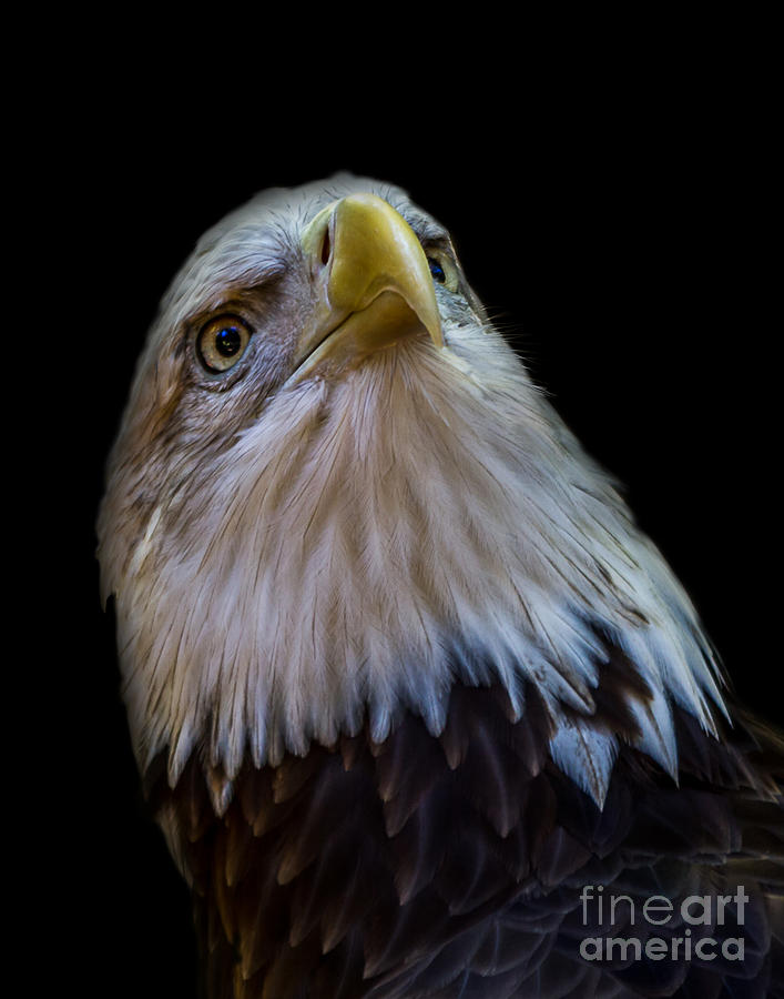Eagle A one Photograph by Ken Frischkorn