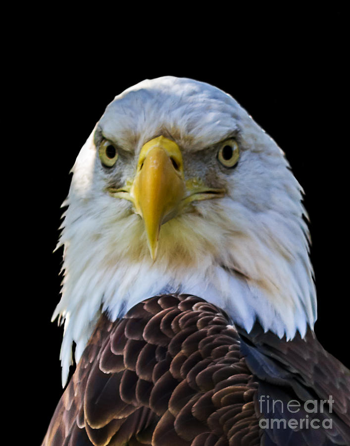 Eagle A three Photograph by Ken Frischkorn