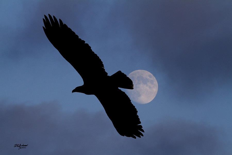 Eagle after sundown Photograph by Don Anderson