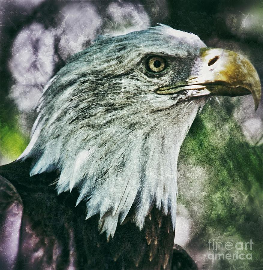 Eagle Photograph by AK Photography