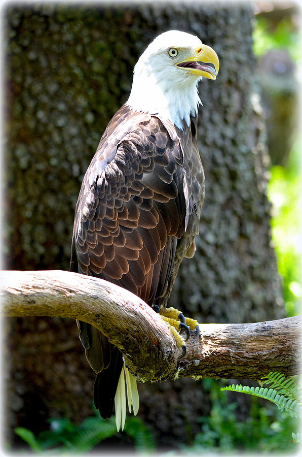 Eagle Photograph by Amanda Vouglas