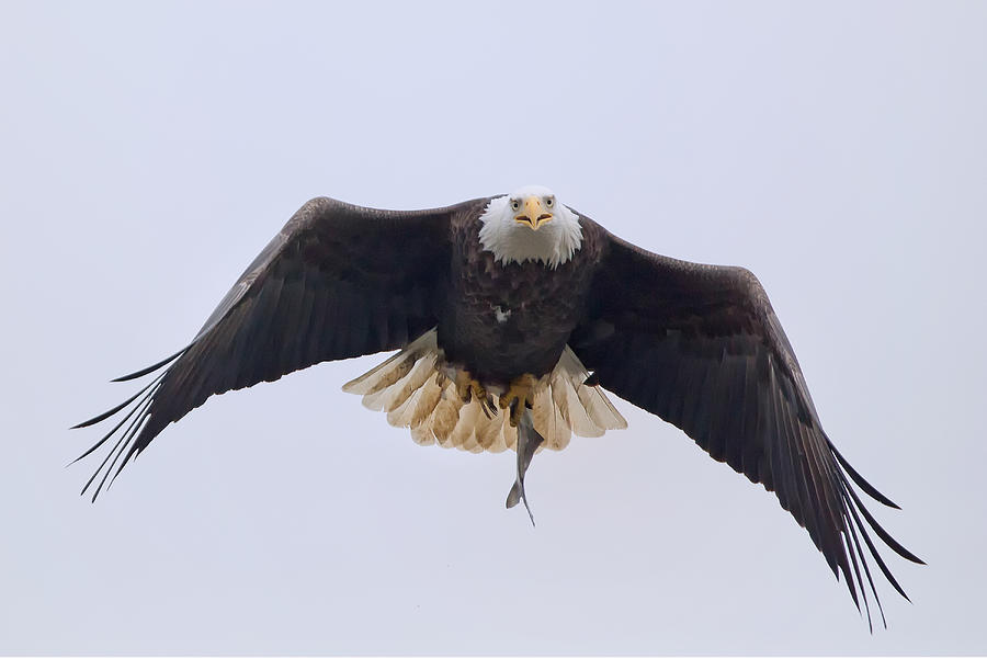 Eagle and fish Photograph by Jack Nevitt