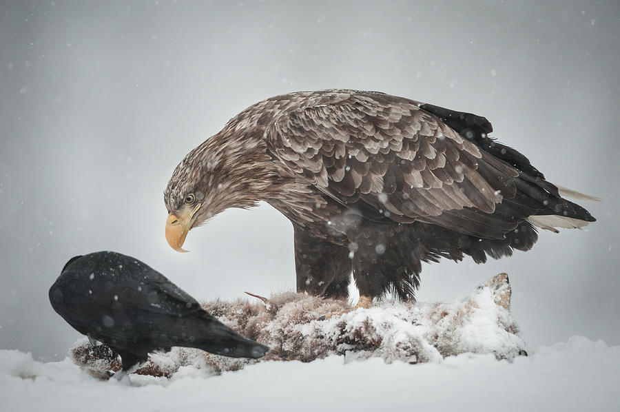 Eagle And Raven Photograph