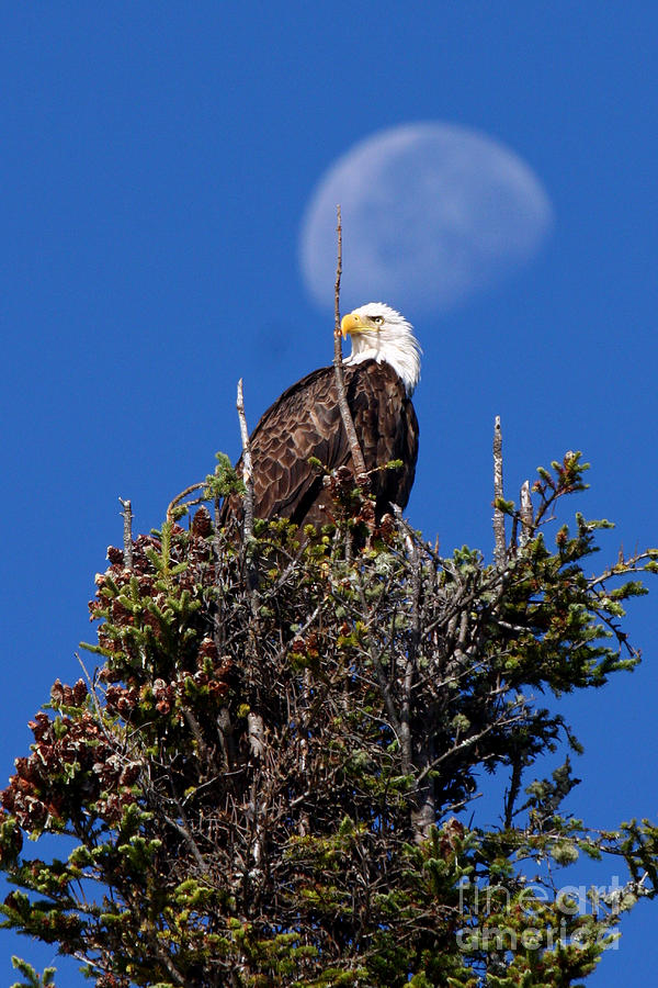 Eagle and The Harvest Moon Photograph by Butch Lombardi