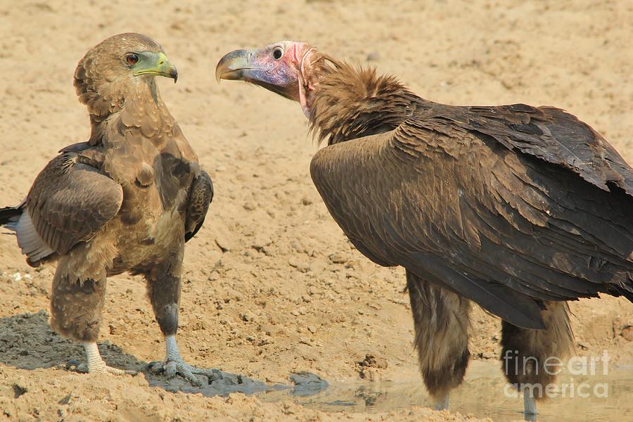 vulture and eagle fight