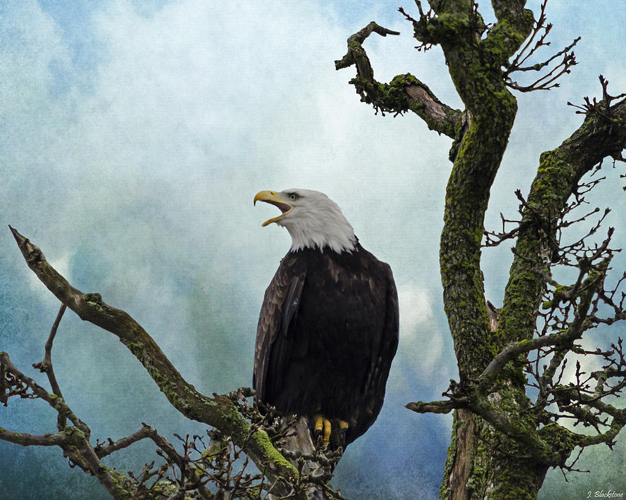 Eagle Art - Character Photograph by Jordan Blackstone