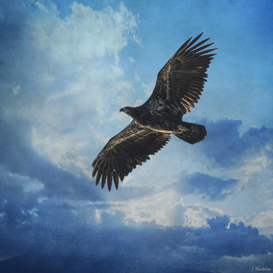 Like An Eagle - Eagle Art Photograph by Jordan Blackstone