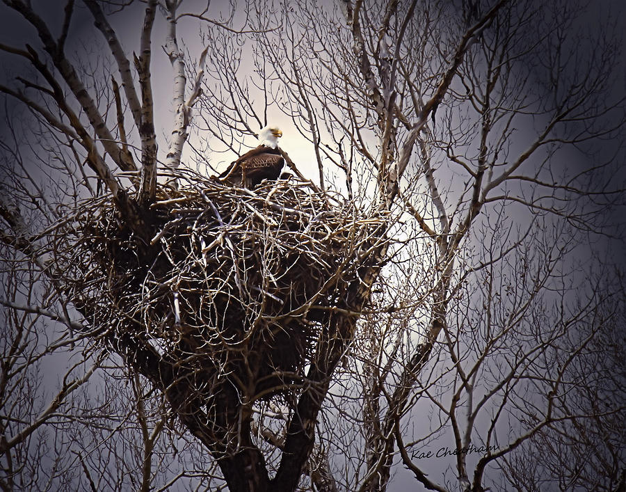 Eagle at Home Photograph by Kae Cheatham