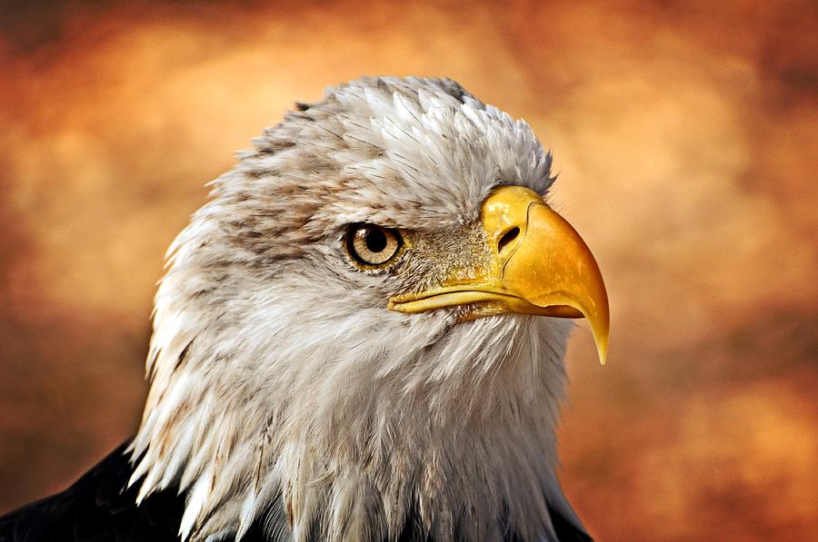 Eagle Photograph - Eagle at Sunset by Marty Koch