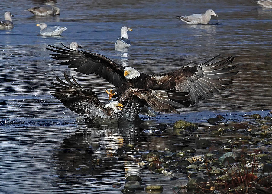 eagle attack