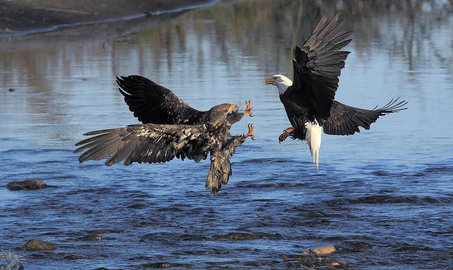 eagle attack