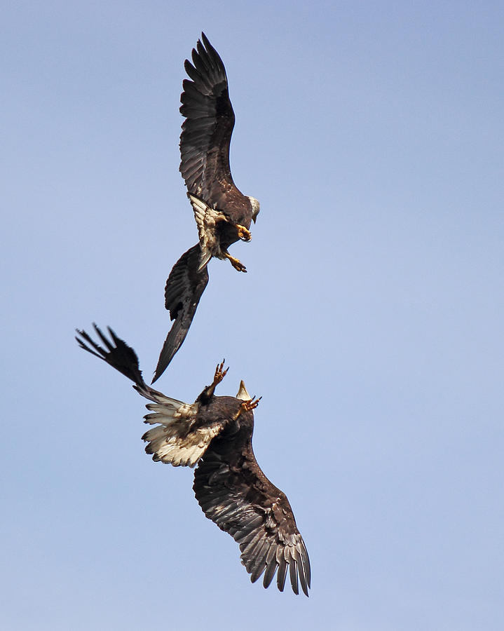 Eagle Ballet Photograph by Randy Hall