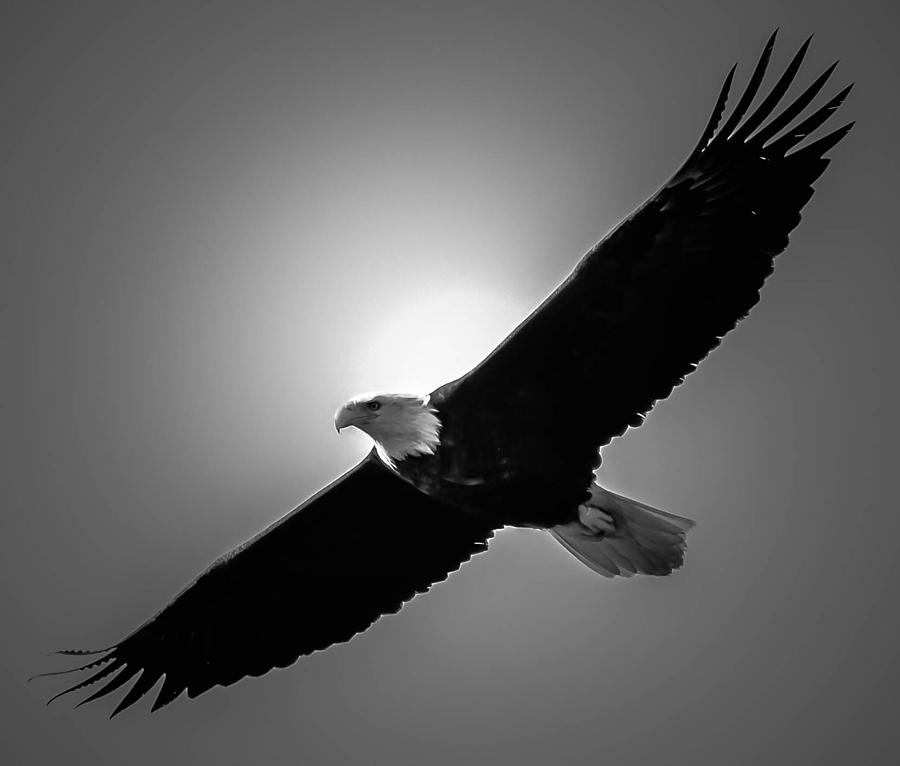 Eagle Photograph by Brian Stevens