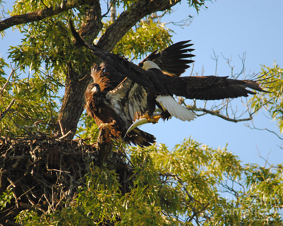 Eagle Bringing Fish Into the Nest Photograph by Jai Johnson