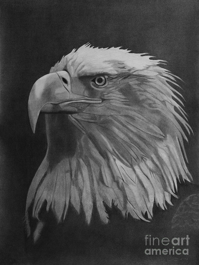 Eagle Drawing by Byron Moss - Fine Art America