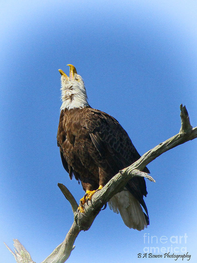 Eagle calling Photograph by Barbara Bowen