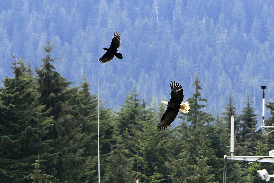 Eagle Chasing Raven Photograph by Shoal Hollingsworth