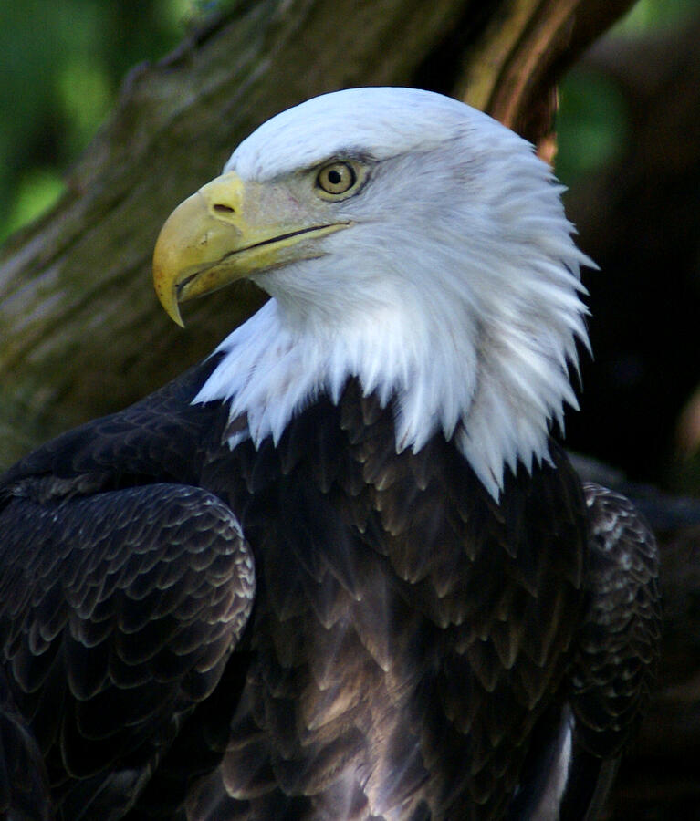 Power and Grace The Majestic Bald Eagle Photograph by Chauncy Holmes