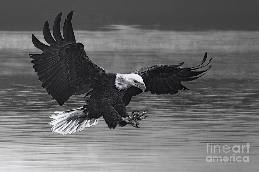 Eagle coming in for fish Photograph by Dan Friend